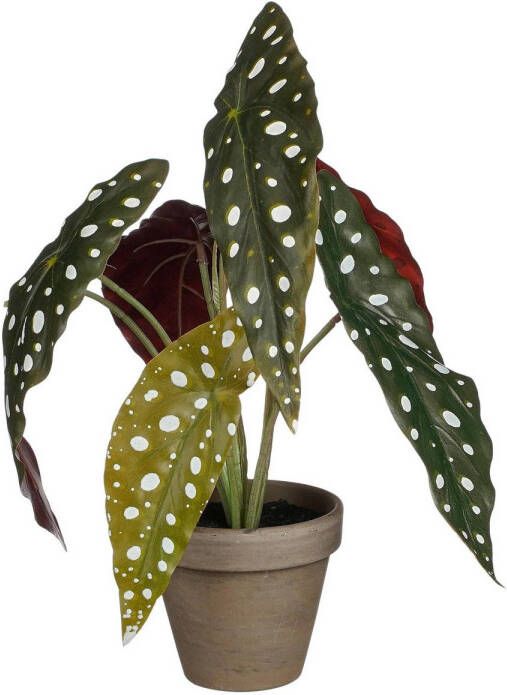 Mica Decorations kunstplant Begonia Maculata