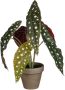 Mica Decorations kunstplant Begonia Maculata - Thumbnail 1