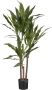 Mica Decorations Dracaena Kunstplant H100 cm - Thumbnail 1