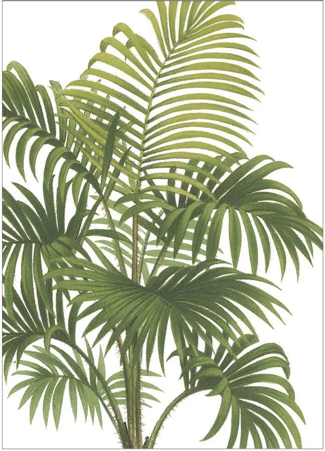 Poster & Frame Poster Wild Apple Riviera Palms I Crop (50 x 70 cm)