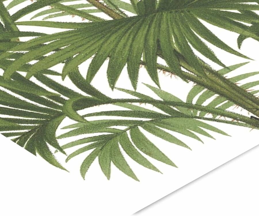 Poster & Frame Poster Wild Apple Riviera Palms I Crop (50 x 70 cm) - Foto 3