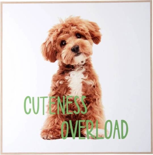 Present Time wanddecoratie Puppy Cuteness Overload (40x40 cm)