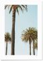 WIJCK. poster Mallorca Palms (30x40 cm) - Thumbnail 1