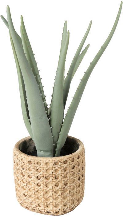Xenos Aloe vera kunstplant 33 cm
