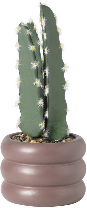 Xenos Cactus in pot hoog ø9x20.9 cm