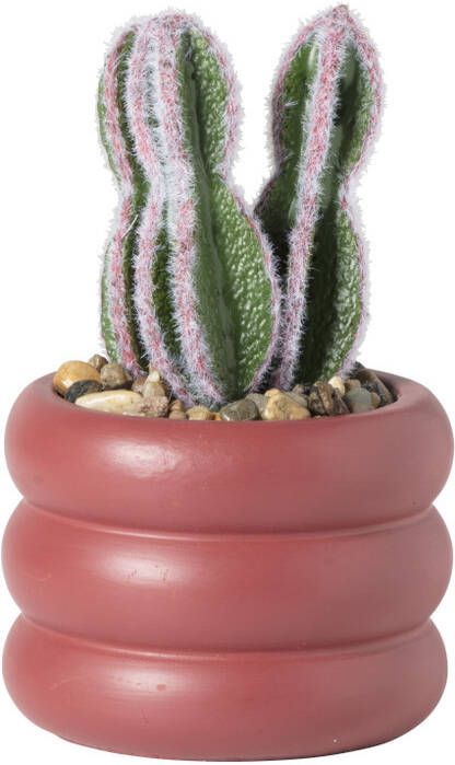 Xenos Cactus in pot laag ø9x14.5 cm