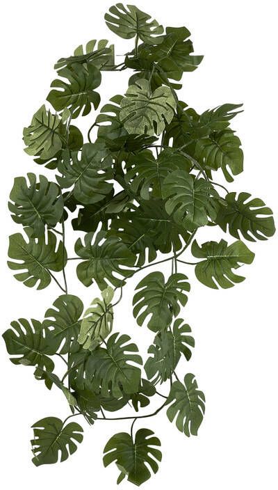 Xenos Planten slinger Monstera 260 cm