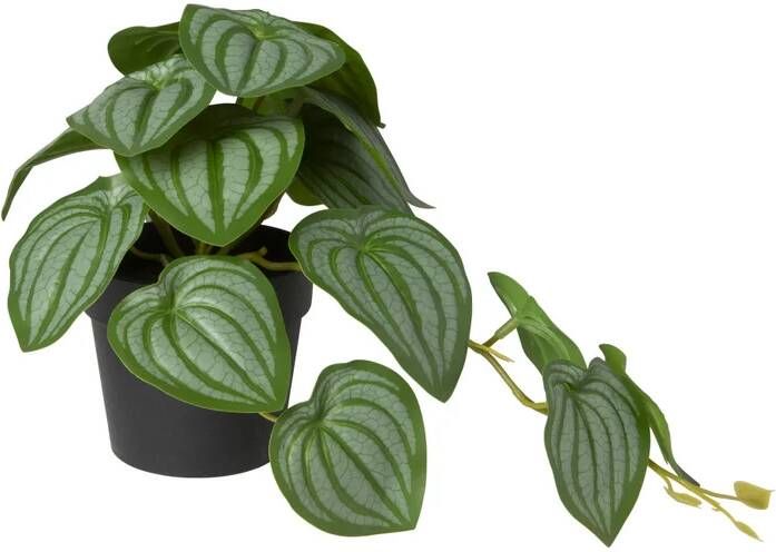 Xenos Kunstplant peperomia 17 cm