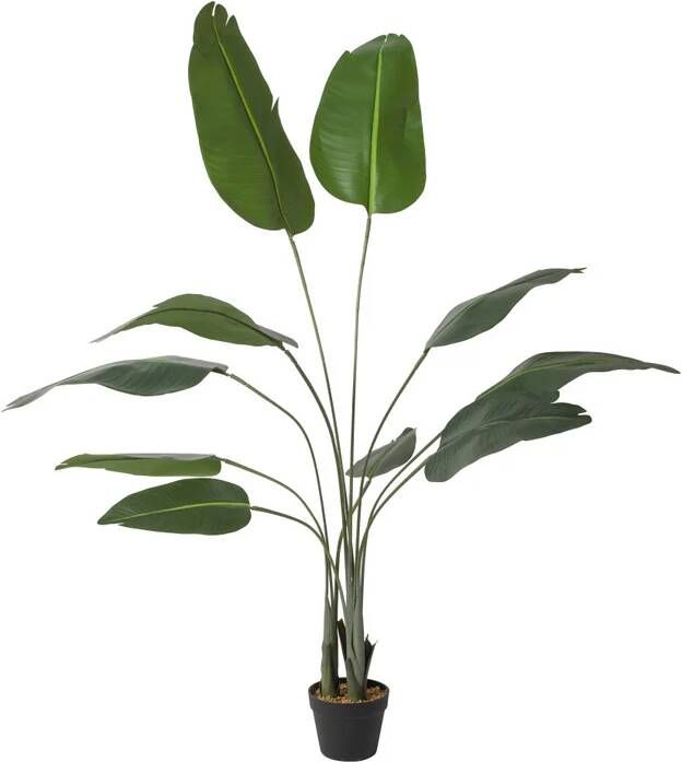 Xenos Kunstplant strelitzia 160 cm