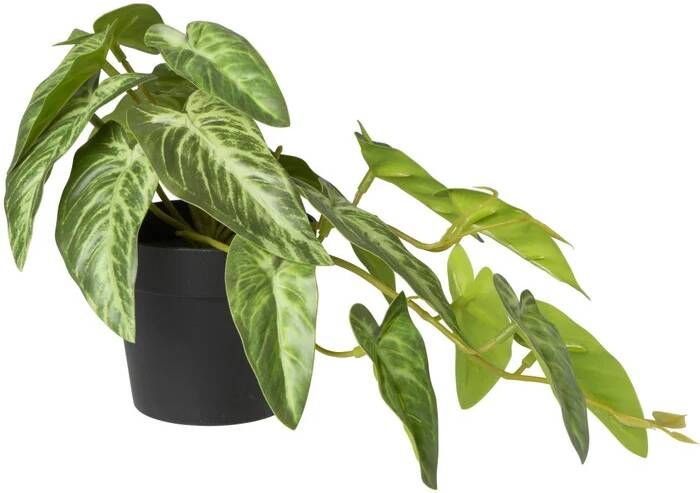 Xenos Kunstplant syngonium 17 cm