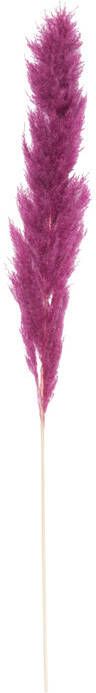 Xenos Pampas paars 115 cm