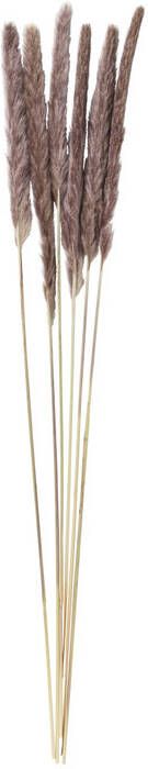 Xenos Pluim smal 6 stuks 70 cm