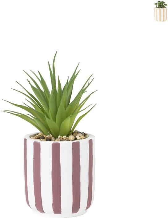 Xenos Plant in bloempot met strepen diverse varianten ø8x14 cm