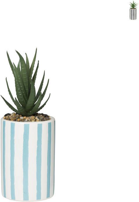 Xenos Plant in pot streep hoog ø7.5x21 cm