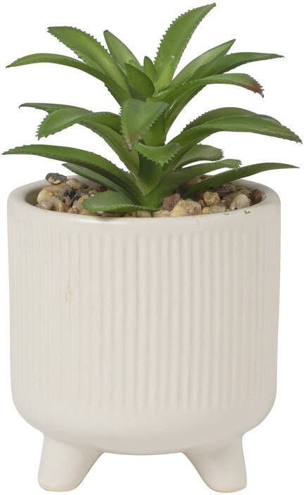 Xenos Vetplantje in pot beige ø8x15 cm