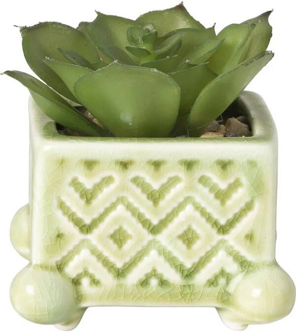 Xenos Vetplantje in pot groen 12x7x7 cm