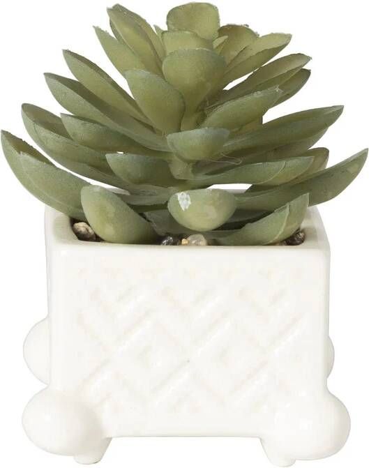 Xenos Vetplantje in pot wit 12x7x7 cm