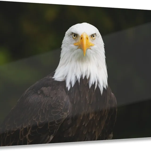 Myfinto Indoorart - Glasschilderij Amerikaanse zeearend120x80 CM - Afbeelding op plexiglas - Inclusief montagemateriaal groen