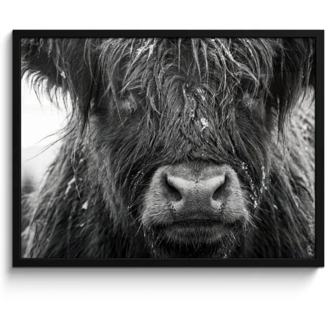 FrameYourWall Poster in lijst - Fotolijst 80x60 cm - Posters - Schotse hooglander - Zwart - Wit - Sneeuwvlokken - Posterlijst zwart - Decoratie - Wanddecoratie woonkamer - Muurdecoratie slaapkamer