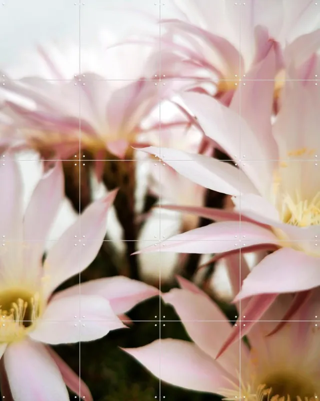 IXXI Belle de Jour, Angelo Cerantola - 80 x 100 cm - Grote wanddecoratie en posters - Naturalisme, Fotografie, Slaapkamer, Woonkamer, Bloemen Lichte tinten / Roze