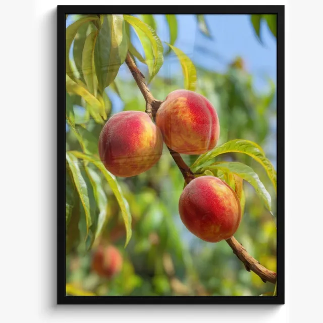 FrameYourWall Poster in lijst - Fotolijst 50x70 cm - Posters - Perzik - Bladeren - Zonlicht - Posterlijst zwart - Decoratie - Wanddecoratie woonkamer - Muurdecoratie slaapkamer