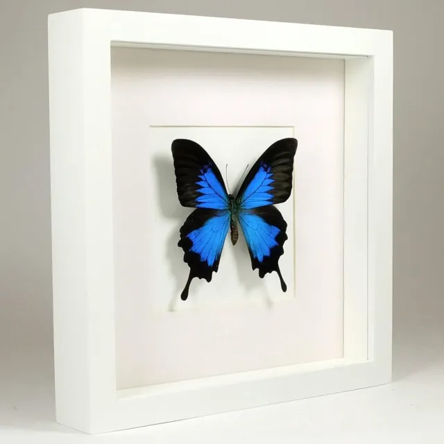 Vlinders in Lijst Opgezette Vlinder in Witte Lijst - Papilio Ulysses