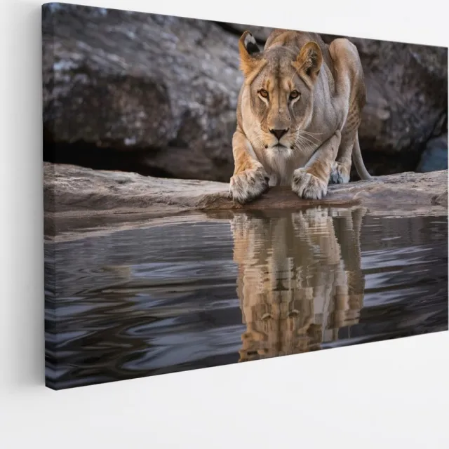 Saammp Canvas Schilderij - Drinkende Leeuw - Natuur - Dieren - 45x30 - Foto op canvas - Wanddecoratie - Muurdecoratie Woonkamer - Slaapkamer decoratie - Canvas Print Multicolor