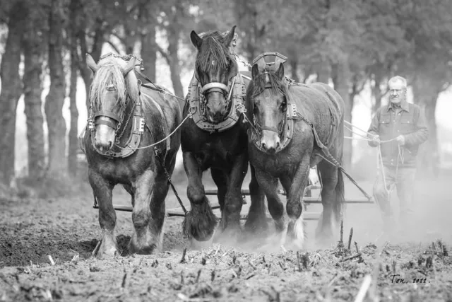 Passion For Art Trekpaarden TW7 - Poster - Ton van der Weerden - 30 x 40 cm zwart-wit