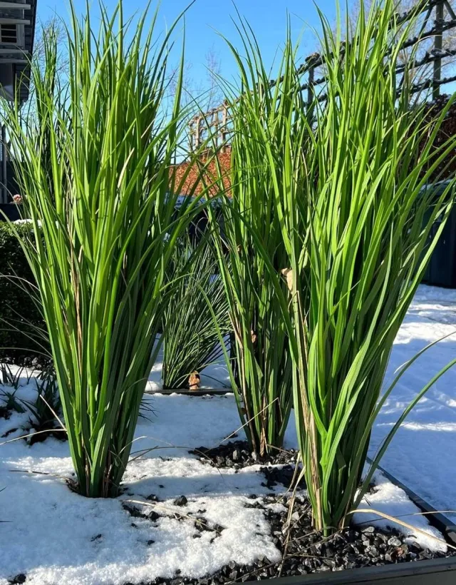 LeopoldFlora Kunstplant Rietgras 100 cm UV Groen