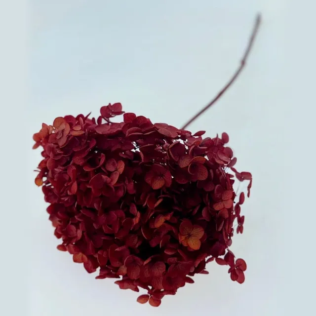 Casa Alegria Intens rode Hydrangea Cabeza | Gepreserveerde Hortensia | Gewicht ± 50 gram | Per 3 stelen Rood
