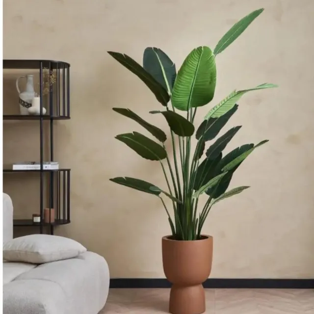 Maja Tropische Strelitzia - Paradijselijke Plant voor Binnen - XXL Groene Kamerplant - Hoogte 150-180 cm - Pot 23.5 cm