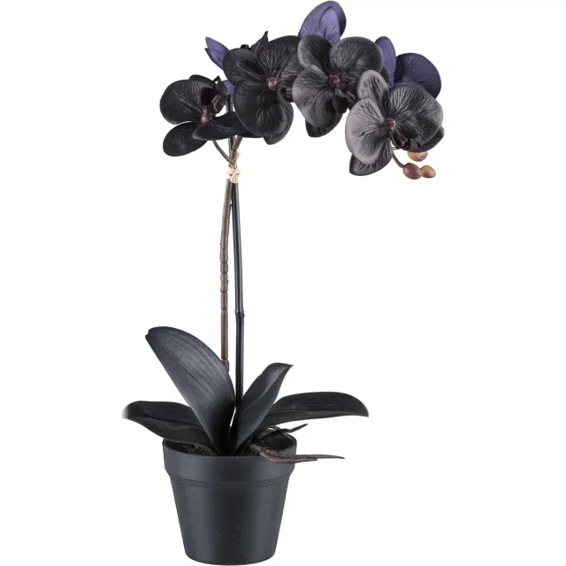 Kopu Phalaenopsis-orchidee – 48 cm 7 Bloemen - Real Touch - Zwart Groen