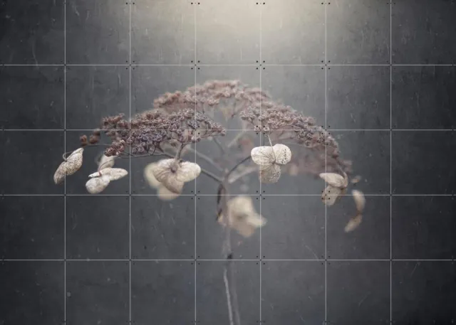 IXXI White Hydrangea, Takashi Suzuki & Various - 140 x 100 cm - Grote wanddecoratie en posters - Fotografie, Slaapkamer, Woonkamer, Bladeren, Bloemen Warme kleuren / Monochroom / Wit