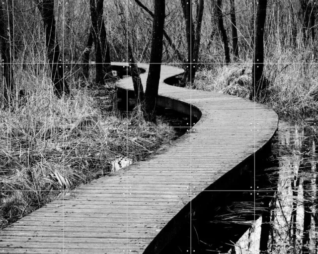 IXXI Moerputten in Den Bosch, Photolovers - 100 x 80 cm - Grote wanddecoratie en posters - Fotografie, Gang, Woonkamer, Landschappen, Natuur, Bomen Monochroom / Zwart / Zwart en wit
