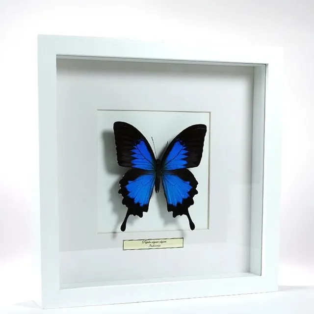 DeMuseumwinkel.com Opgezette vlinder in witte lijst: Papilio ulysses zwart