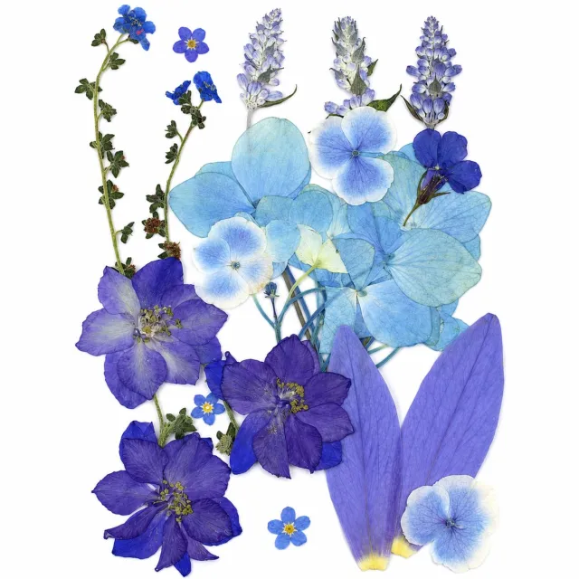 BOTC Natuurlijk Gedroogde Bloemen - Droogbloemen - Gedroogde Bloemen voor Resin DIY - 20 Stuks Natuurlijke Gedroogde Decoraties - Blauw paars Blauw-paars
