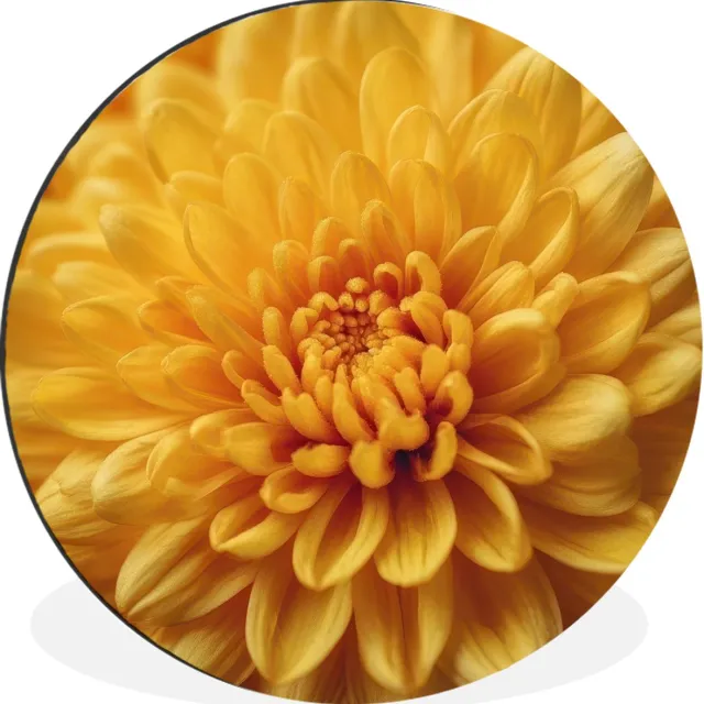 WallCircle Wandcirkel - Muurcirkel - Geel - Chrysant - Zachtheid - Aluminium - Dibond - 140x140 cm - Binnen en Buiten