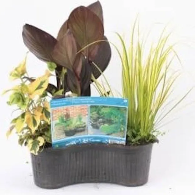 Moerings waterplanten Moerings Mixmand Ovaal Rood