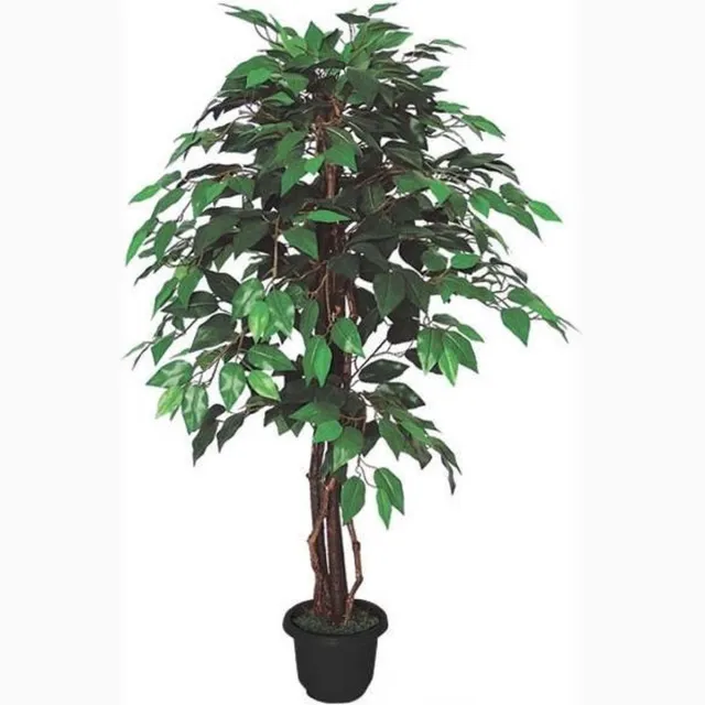 Brulo Ficus Benjamin 110 cm groen