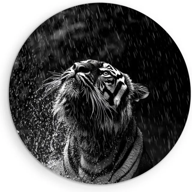 Saammp Forex Muurcirkel - Tijger in de regen - Zwart-Wit - Dieren - Ø 70 - Wandcirkel - Wanddecoratie Cirkel - muurdecoratie Woonkamer - Slaapkamer decoratie - Rond Schilderij