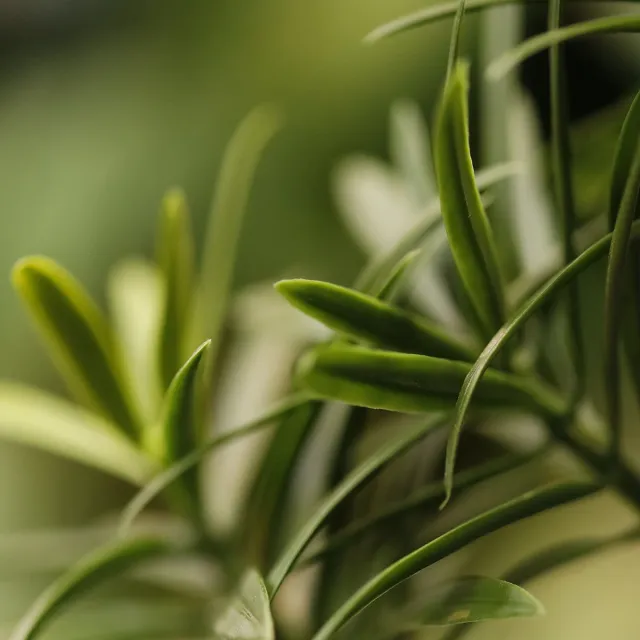 maxifleur Kunstplanten Podocarpus Kunstboom 150cm UV bestendig Groen