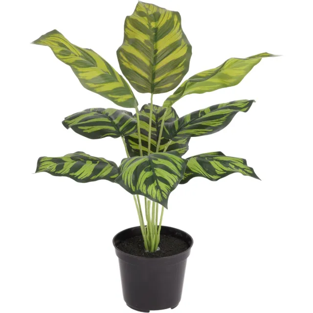 maxifleur Kunstplanten Calathea Maranta kunstplant 40cm in kweekpot Groen