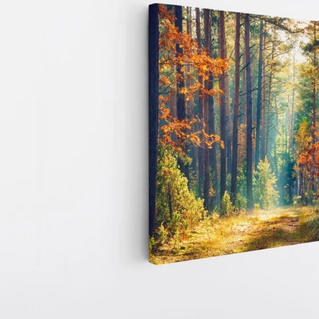 Saammp Canvas Schilderij -Bos - Zonlicht - Herfst - Landschap - Natuur - 60x60 - Foto op canvas - Wanddecoratie - Muurdecoratie Woonkamer - Slaapkamer decoratie - Canvas Print Multicolor