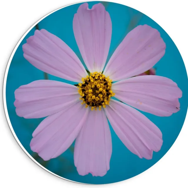 KuijsFotoprint Schilderij - Fleurige Bloem - Blauw En Roze - 20 X 20 Cm