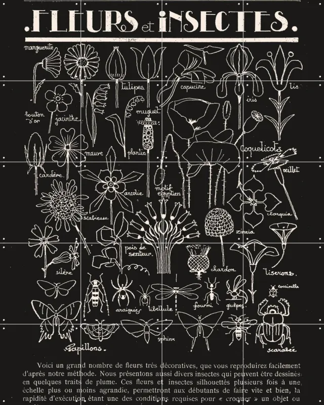 IXXI Fleurs et Insectes, Aster Edition - 80 x 100 cm - Grote wanddecoratie en posters - Illustraties, Vintage, Line art, Woonkamer, Botanisch, Natuur Wit / Donkere tinten / Zwart en wit