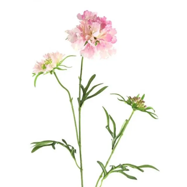 Countryfield Scabiosa Roze
