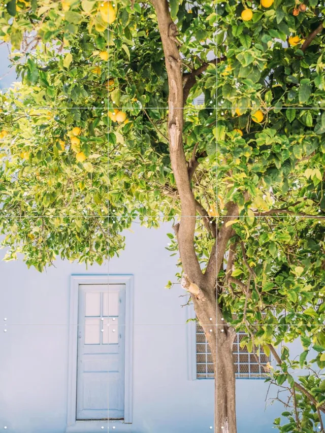 IXXI Blue House Lemon Tree, Pati Photography - 60 x 80 cm - Grote wanddecoratie en posters - Fotografie, Kleurrijk, Keuken, Woonkamer, Architectuur Blauw