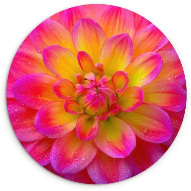 WallCircle Wandcirkel 150x150 cm - Muurcirkel Roze - Dahlia - Kleurrijk - Muurdecoratie woonkamer - Wanddecoratie slaapkamer - Kamer decoratie accessoires - Ronde schilderijen