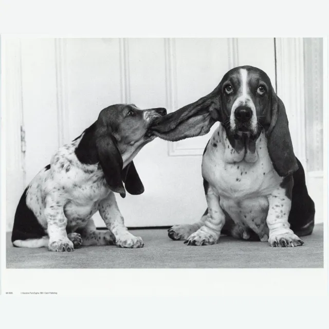 Catch Projecten Mini zwart-wit poster - Dogs - Keystone Paris - 24x30 cm