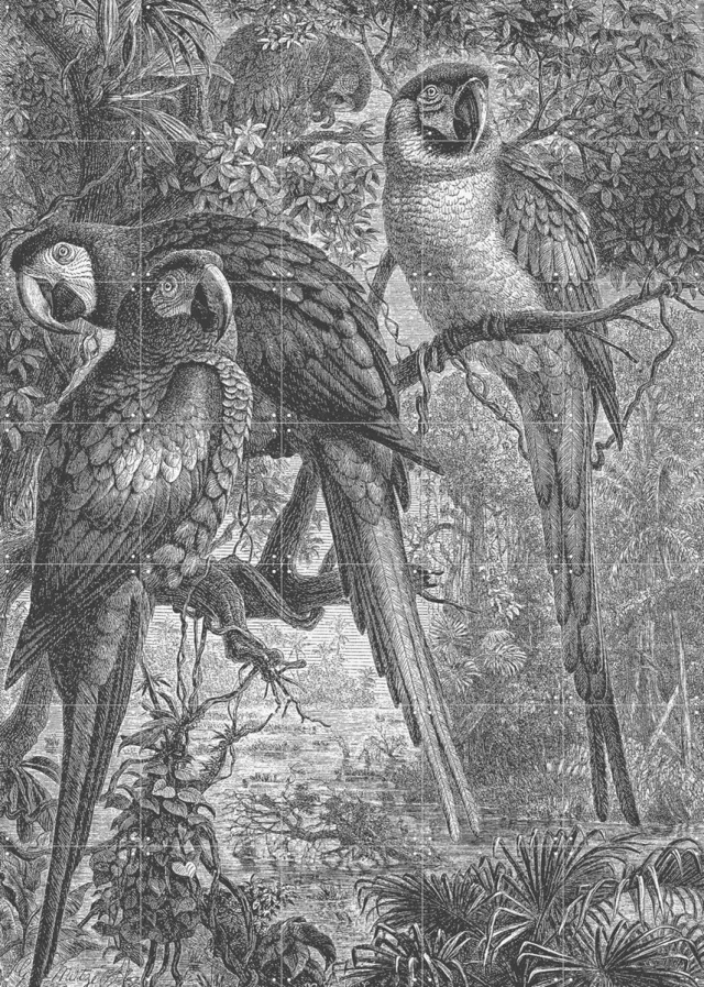 IXXI Macaws Parrots, Aster Edition - 100 x 140 cm - Grote wanddecoratie en posters - Vintage, Illustraties, Naturalisme, Houtsnede, Woonkamer, Dieren Groen / Zwart en wit